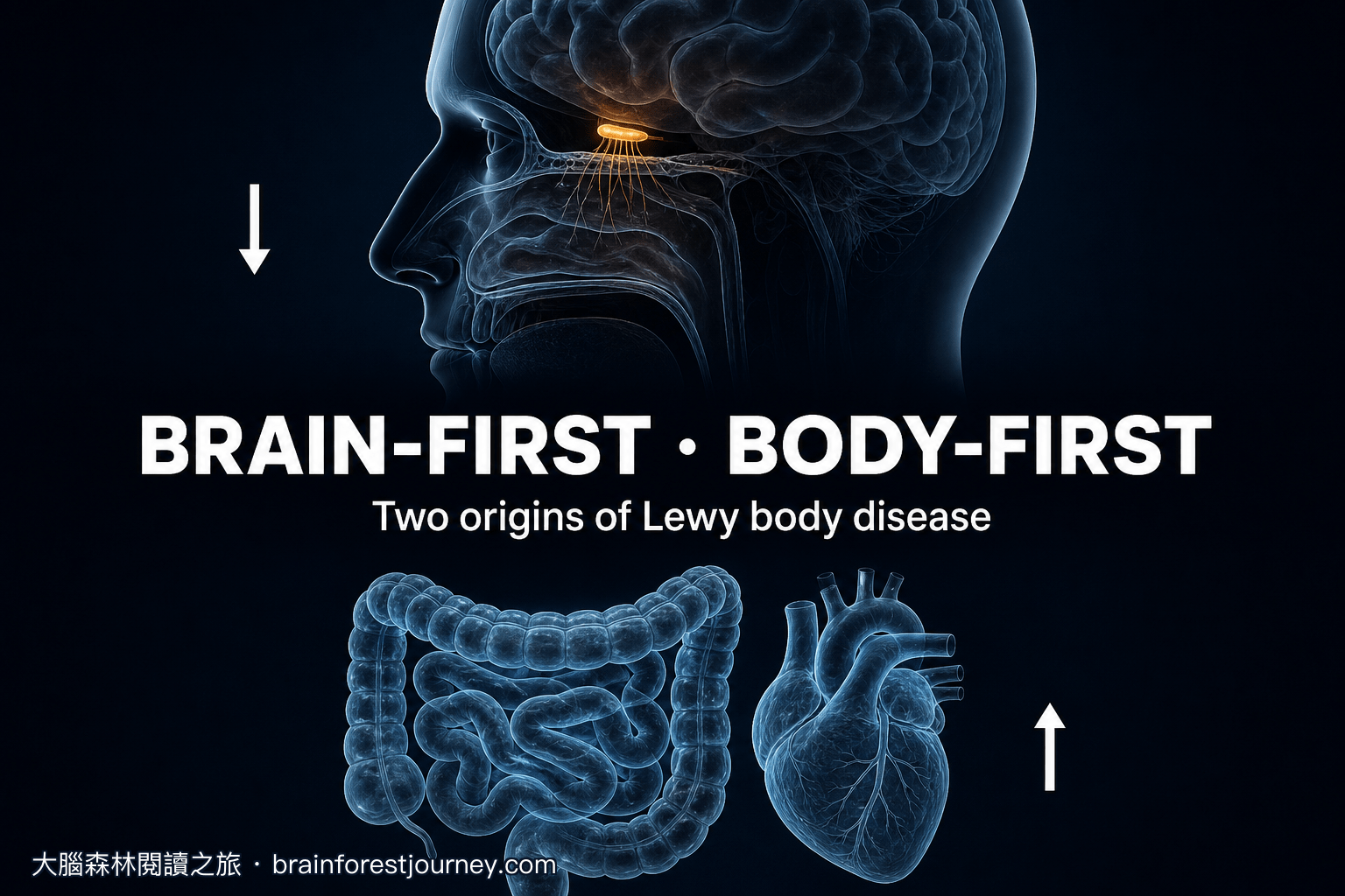 路易體疾病的兩個起點：brain-first 與 body-first 假說的證據與未解問題